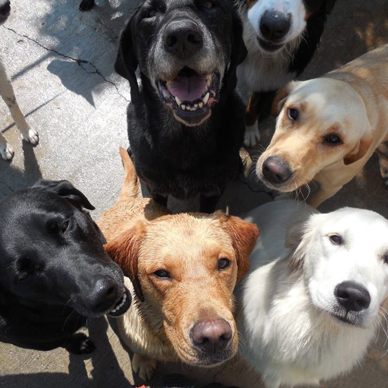 A group of labs and retrievers crowding the camera at daycare