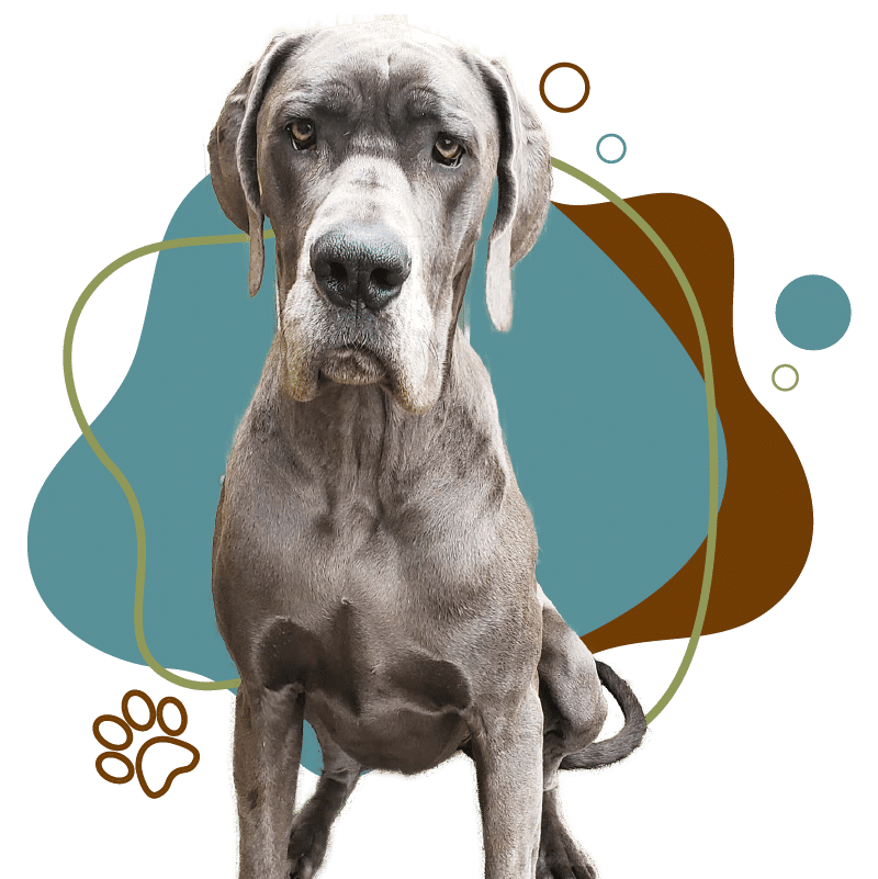 A great dane waiting patiently