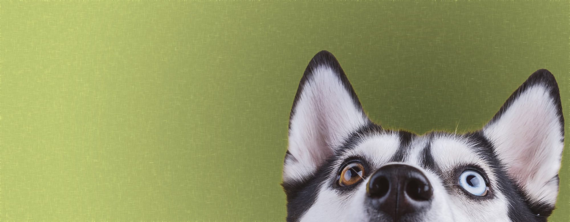 Hobnob guests on the signature olive green