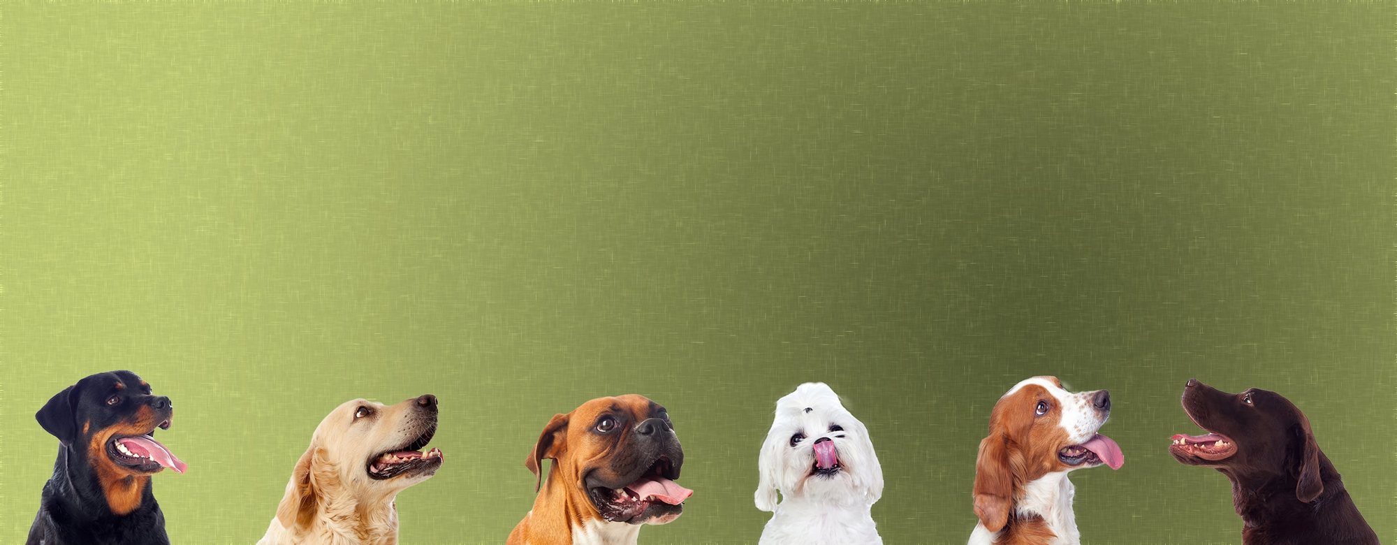 Hobnob guests on the signature olive green