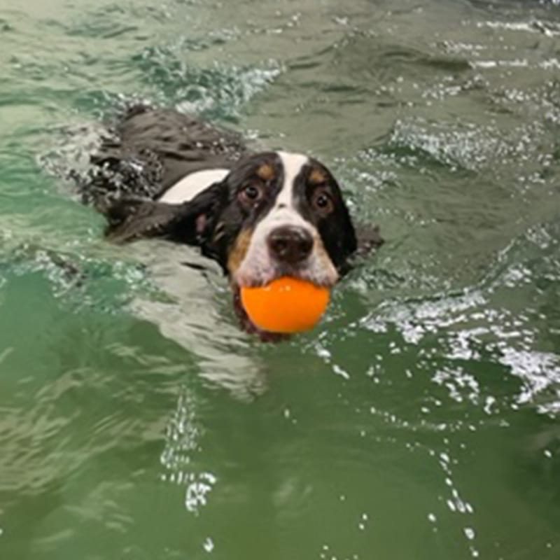 A spaniel swimming with an orange ball in the Hobnob indoor pool