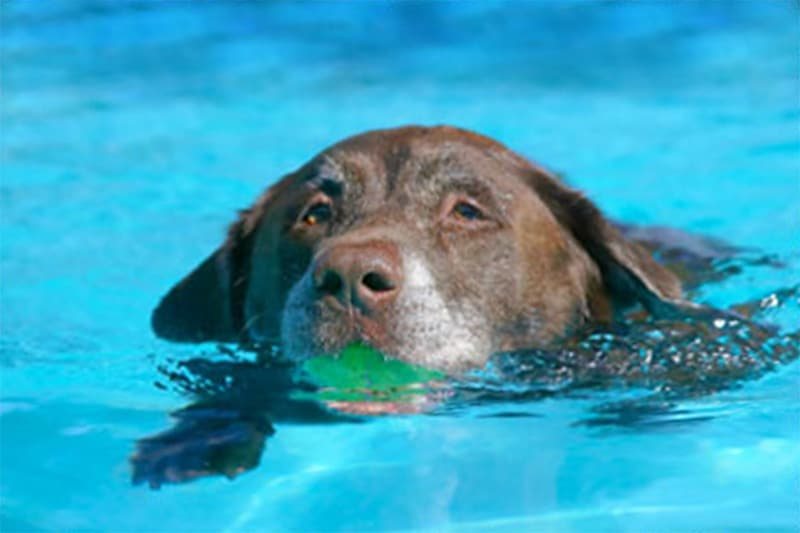 Why an Indoor Pool Beats the Dog Park: Swimming for Dogs, Explained