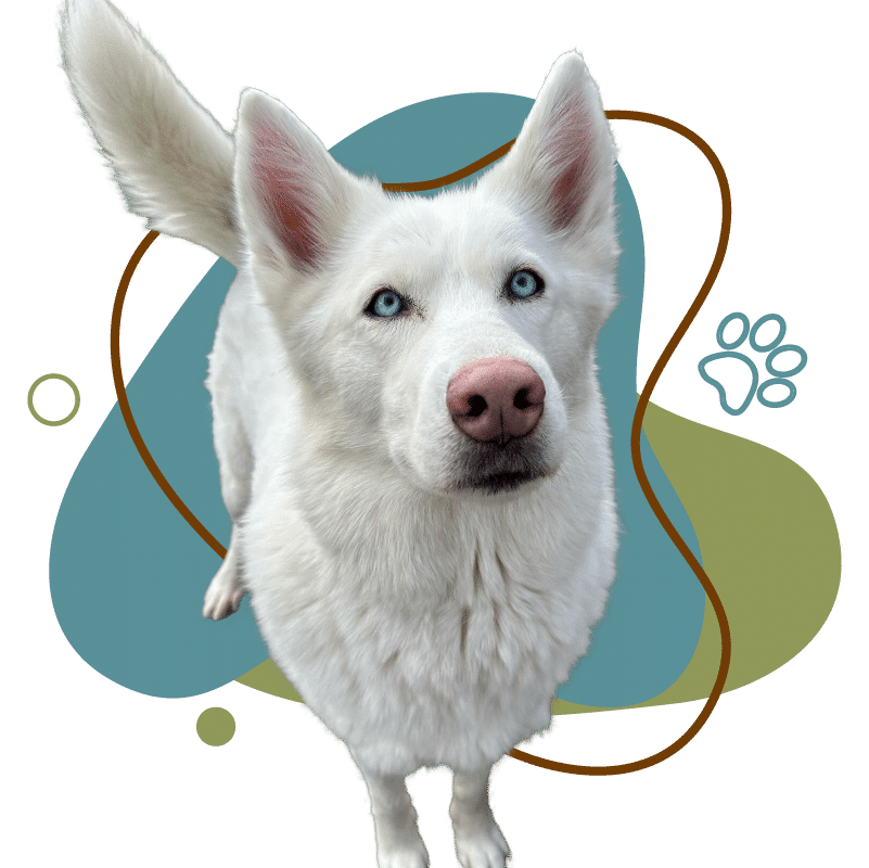 A blue-eyed husky looking up at the camera